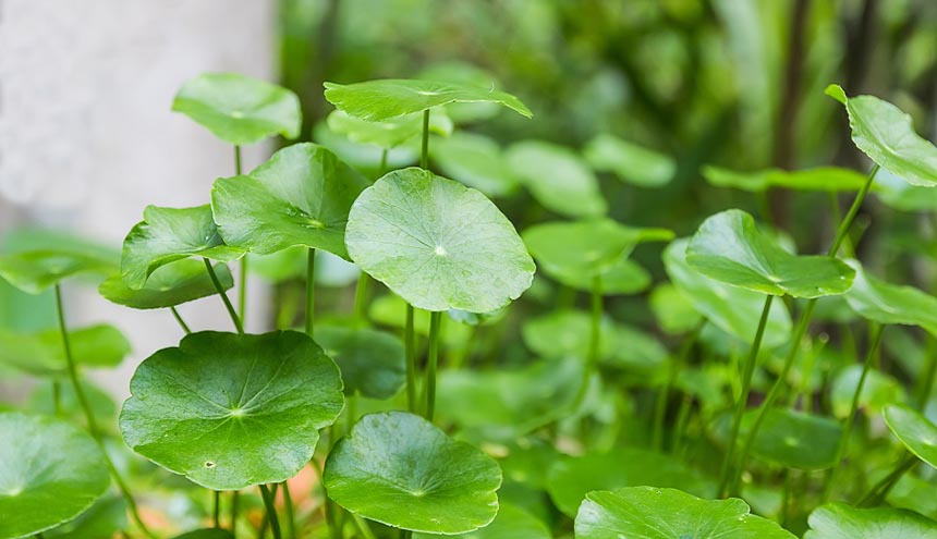 manfaat centella asiatica untuk kesehatan wajah