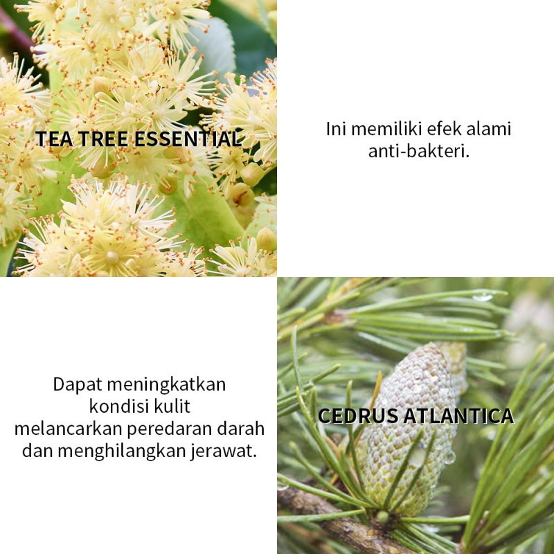 Jual Breylee Tea Tree Acne Treatment Serum Termurah Mei 2024 | BeautyHaul