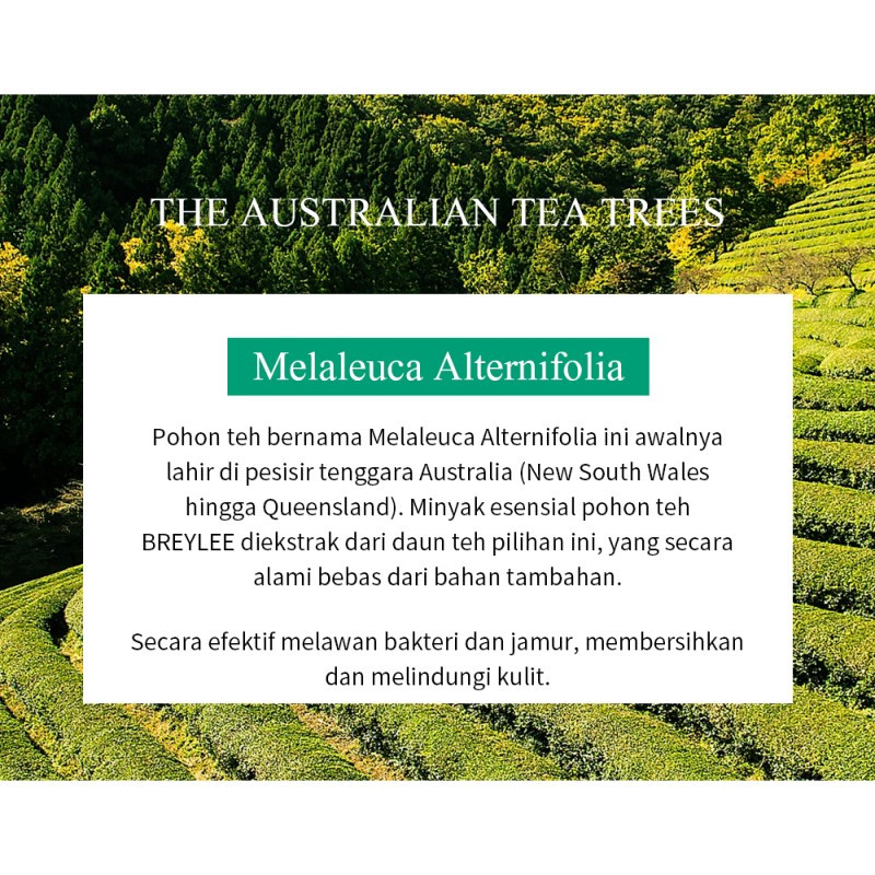 Jual Breylee Tea Tree Acne Treatment Serum Termurah Mei 2024 | BeautyHaul